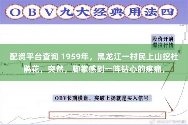 配资平台查询 1959年，黑龙江一村民上山挖杜鹃花，突然，脚掌感到一阵钻心的疼痛，